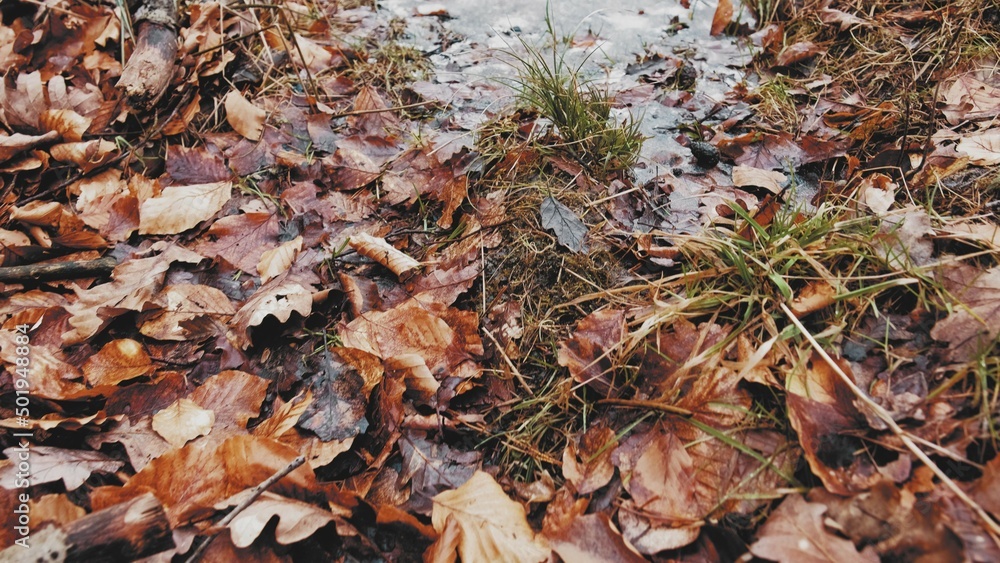 Brown Withered Forest Foliage Leaves Frozen Creek Push In Low Angle Brown Withered Forest Foliage Leaves Frozen Creek Push In Low Angle