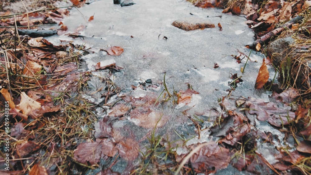 Brown Withered Forest Foliage Leaves Frozen Creek Push In Low Angle Brown Withered Forest Foliage Leaves Frozen Creek Push In Low Angle