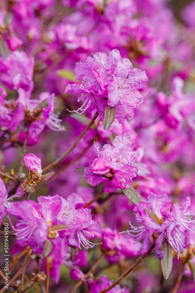 Dahurian rhododendron ( lat. Rhododendron dauricum ) is a deciduous or evergreen shrub common in Asia east of the Altai Mountains Dahurian rhododendron ( lat. Rhododendron dauricum ) is a deciduous or evergreen shrub common in Asia east of the Altai Mountains