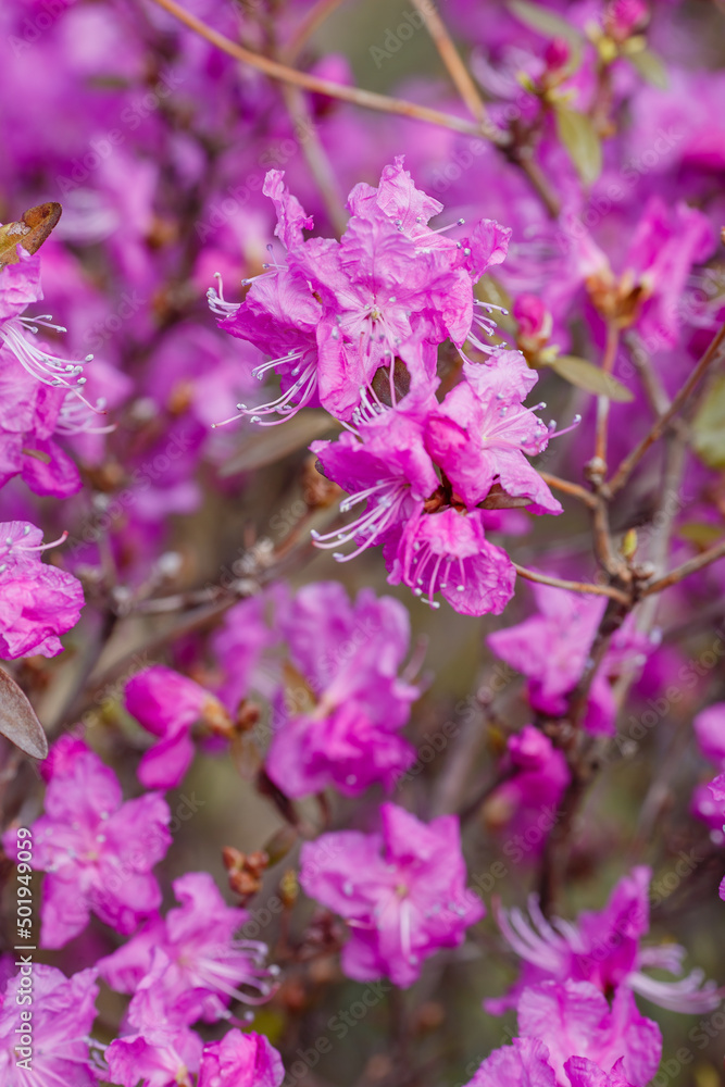 Fototapeta premium Dahurian rhododendron ( lat. Rhododendron dauricum ) is a deciduous or evergreen shrub common in Asia east of the Altai Mountains