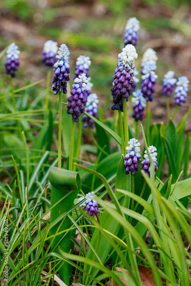 Grape hyacinth, also known as Muscari armeniacum Grape hyacinth, also known as Muscari armeniacum