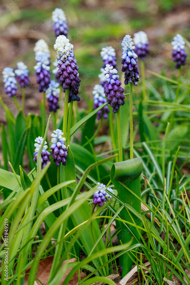 Grape hyacinth, also known as Muscari armeniacum