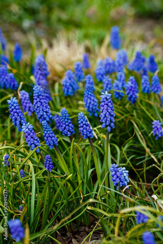 Muscari flowers  Muscari armeniacum  Grape Hyacinths spring flowers blooming in april and may. Muscari armeniacum plant with blue flowers