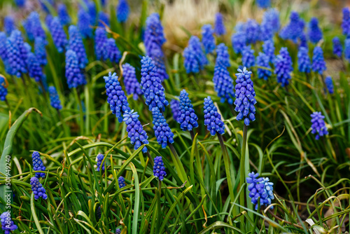 Blue flowers of Grape hyacinth, also known as Muscari armeniacum