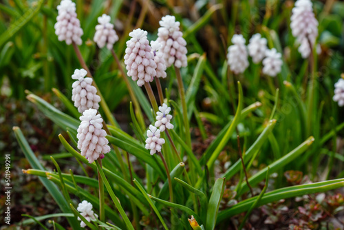 Pink flowers of Grape hyacinth, also known as Muscari armeniacum