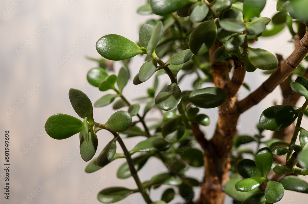 Money tree. House plant with symbols of money coins on a gray background. High quality photo Money tree. House plant with symbols of money coins on a gray background. High quality photo