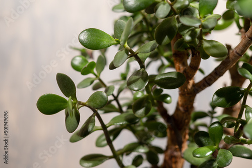 Money tree. House plant with symbols of money coins on a gray background. High quality photo