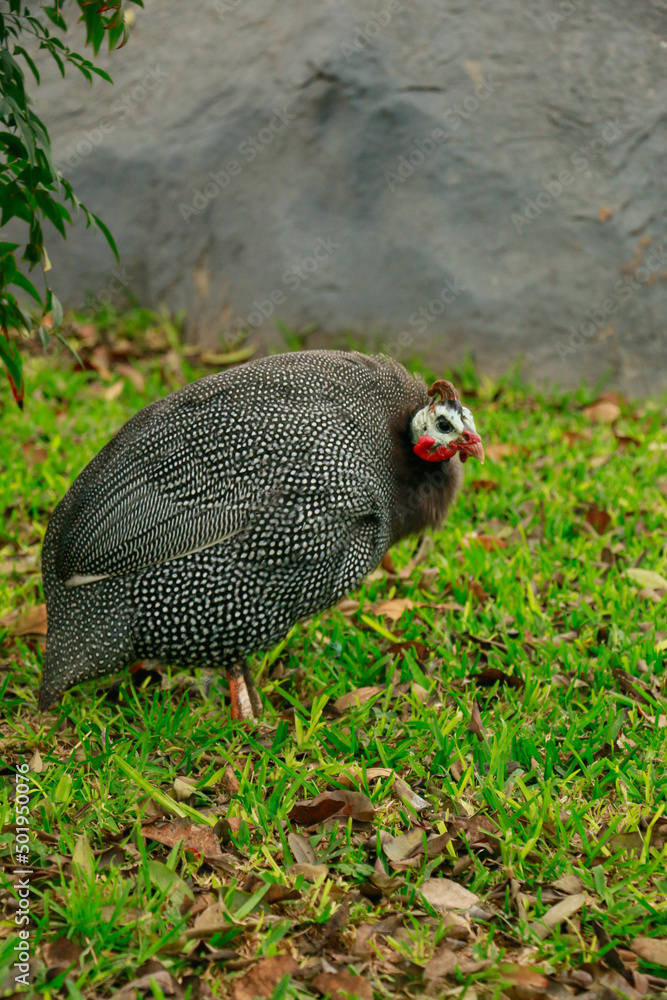 Guinea fowl in an outdoor park.