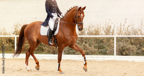 Classic Dressage horse. Equestrian sport. Dressage of horses in the arena. Sports stallion in the bridle. Equestrian competition show. Green outdoor trees background © mari