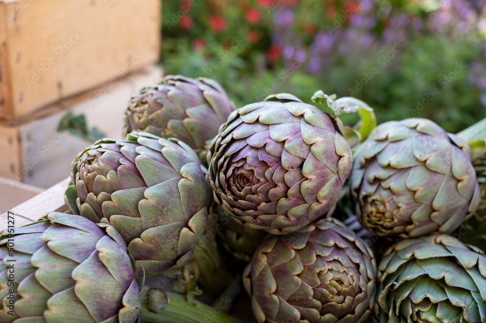 Obraz premium Fresh raw heads of artichokes plants for sale on farmers market