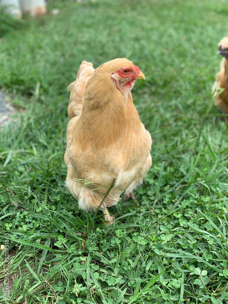 Fototapeta premium chicken