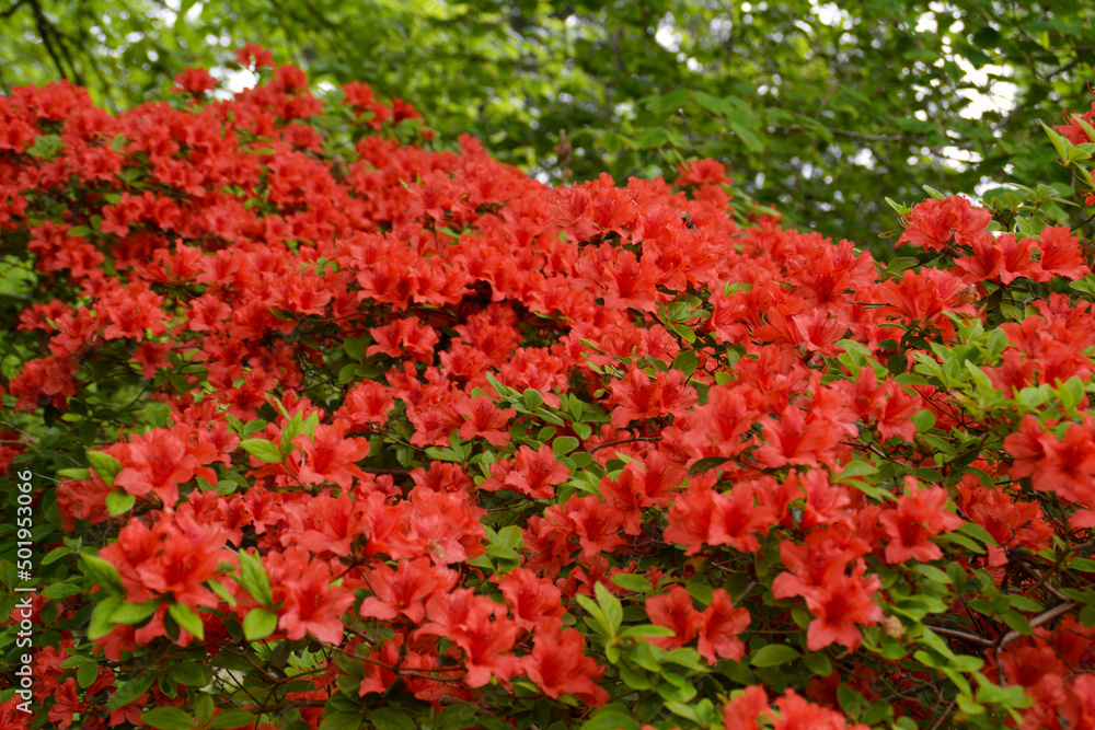 blühende rote Azalee, Botanischer Garten in Gütersloh