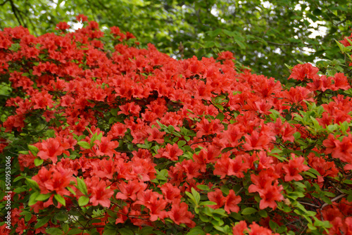 blühende rote Azalee, Botanischer Garten in Gütersloh © Calandra