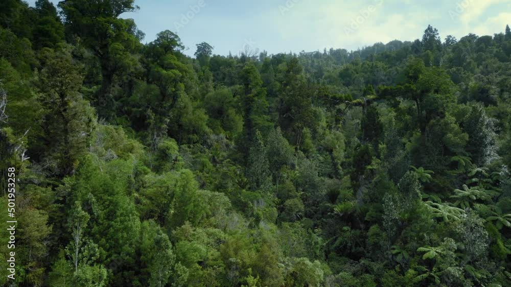 Dense bush and rainforest of the coromandel ranges, New Zealand Dense bush and rainforest of the coromandel ranges, New Zealand