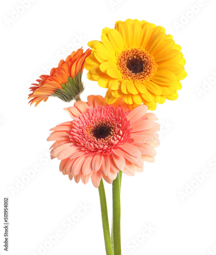 Beautiful colorful gerbera flowers on white background