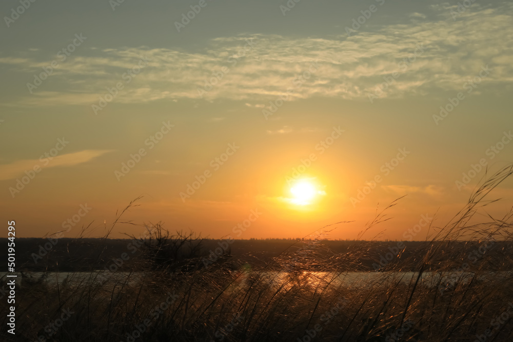 Picturesque view of beautiful plants near river at sunrise Picturesque view of beautiful plants near river at sunrise