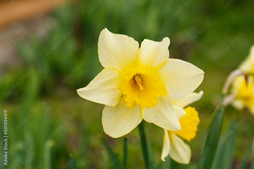 Beautiful blooming daffodil growing in garden, closeup. Spring flower Beautiful blooming daffodil growing in garden, closeup. Spring flower