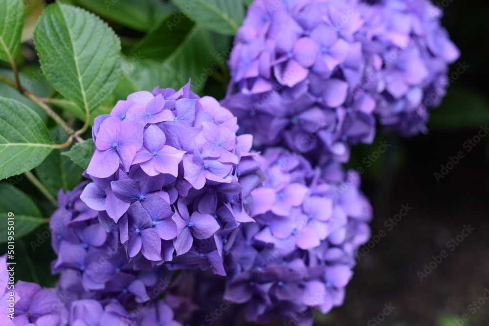 Beautiful Purple Hydrangea - Close up, Chic Image Beautiful Purple Hydrangea - Close up, Chic Image