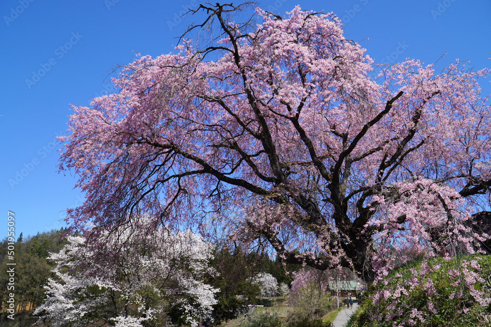 小川村にある番所の桜