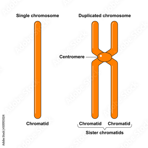 Scientific Designing Of Single Chromosome And Duplicated Chromosome. Colorful Symbols. Vector Illustration.