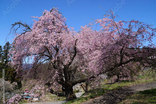 Wallpaper Mural 小川村にある番所の桜 Torontodigital.ca