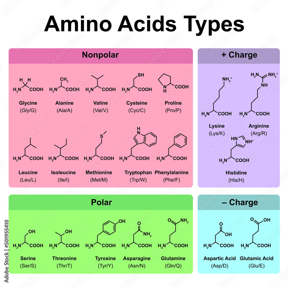 Amino Acids Types Table Showing The Chemical Structure Of Amino Acids ...