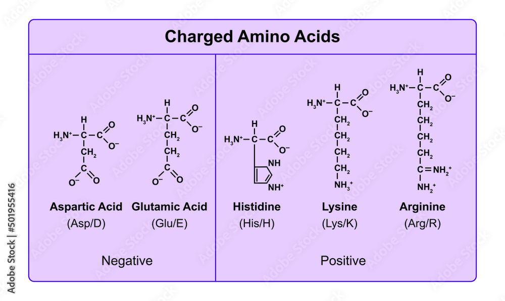 Amino Acids Types Table. Showing The Chemical Structure of Charged