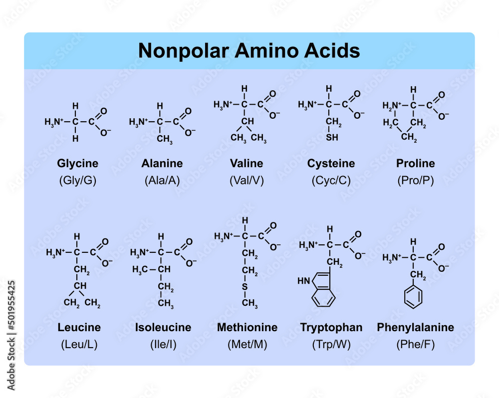 Vetor De Amino Acids Types Table Showing The Chemical Structure Of 