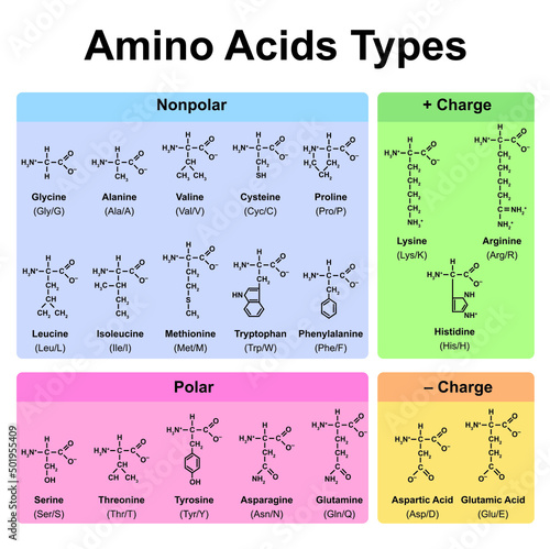 Amino Acids Types Table. Showing The Chemical Structure of Amino Acids. Vector Illustration. photo