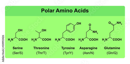 Amino Acids Types Table. Showing The Chemical Structure of Polar Amino Acids. Vector Illustration. photo