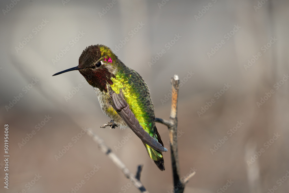 Fototapeta premium hummingbird on a branch