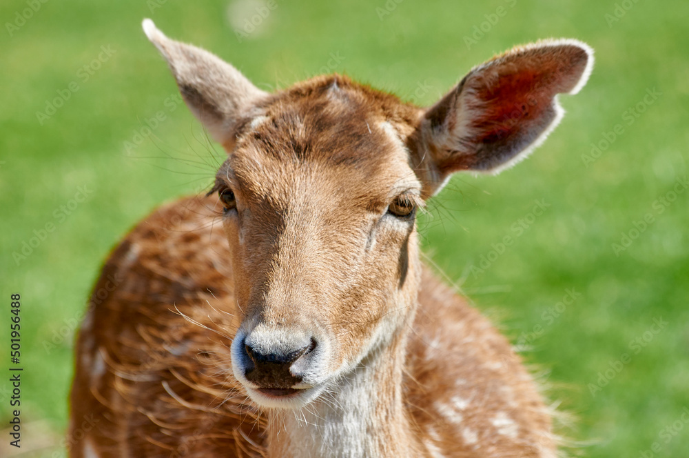 bambi bambi