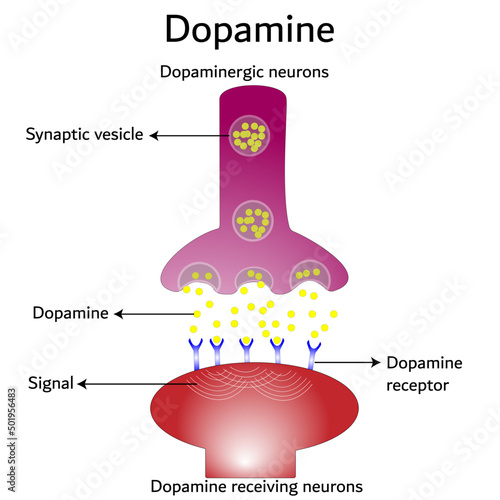 Dopamine, dopamine-receiving neuron and dopamine-producing neuron.  Labeled diagram