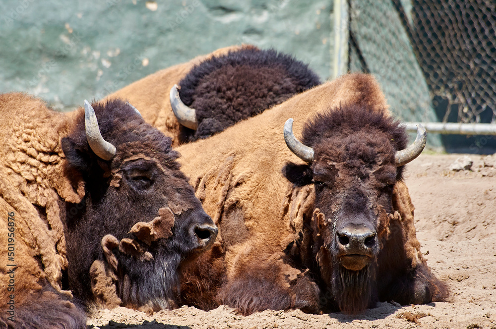 Fototapeta premium búfalo
