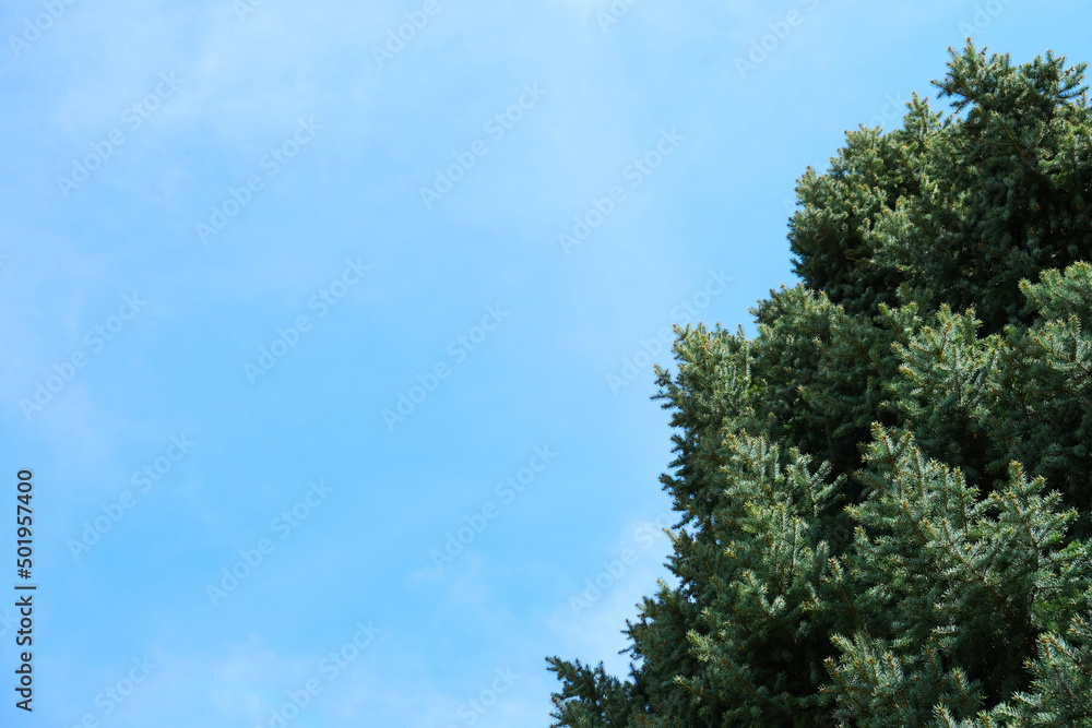 Green pine tree top view with spruce foliage against bright blue sky natural background environment photo with copy space. Design template with evergreen fir plant.