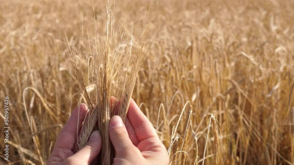 The farmer's hands carefully touch the ears of wheat. Agriculture concept close up 4k The farmer's hands carefully touch the ears of wheat. Agriculture concept close up 4k