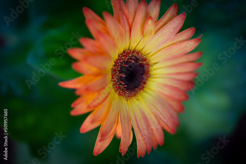 orange gerbera flower