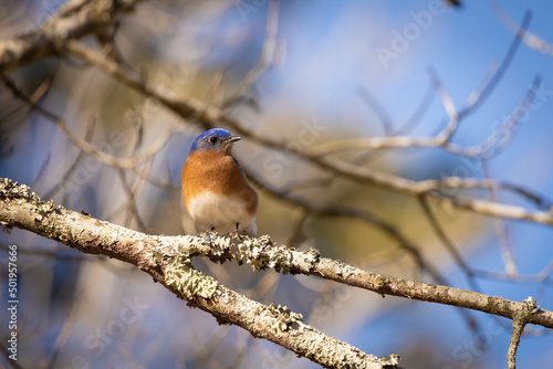 robin perched on a branch