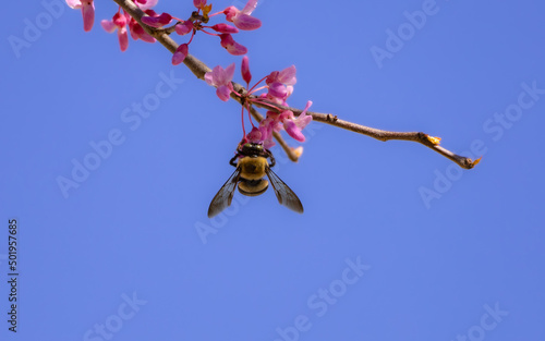 bee and flower