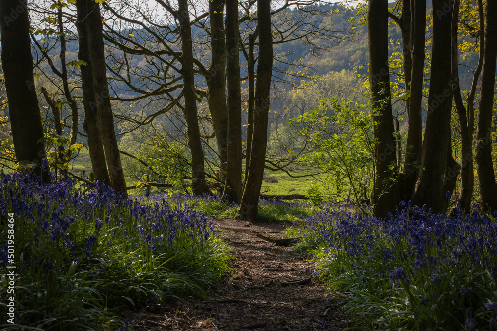a path leading down a forest filled with bluebells a path leading down a forest filled with bluebells