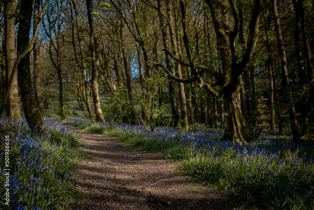 a path leading down a forest filled with bluebells a path leading down a forest filled with bluebells