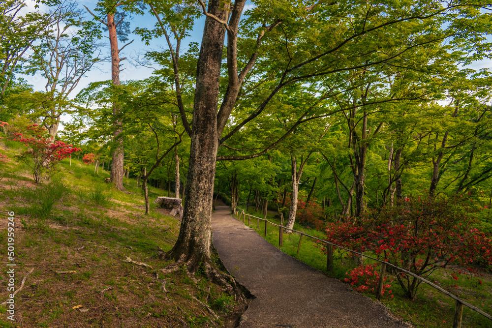 春のモミジ林の遊歩道