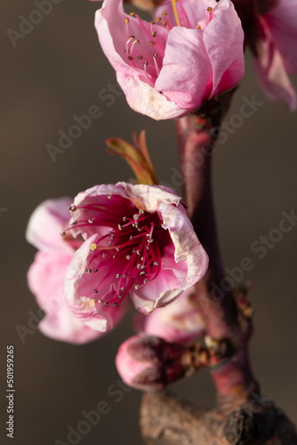 fiori di pesco rosa su alberi da frutto in primavera