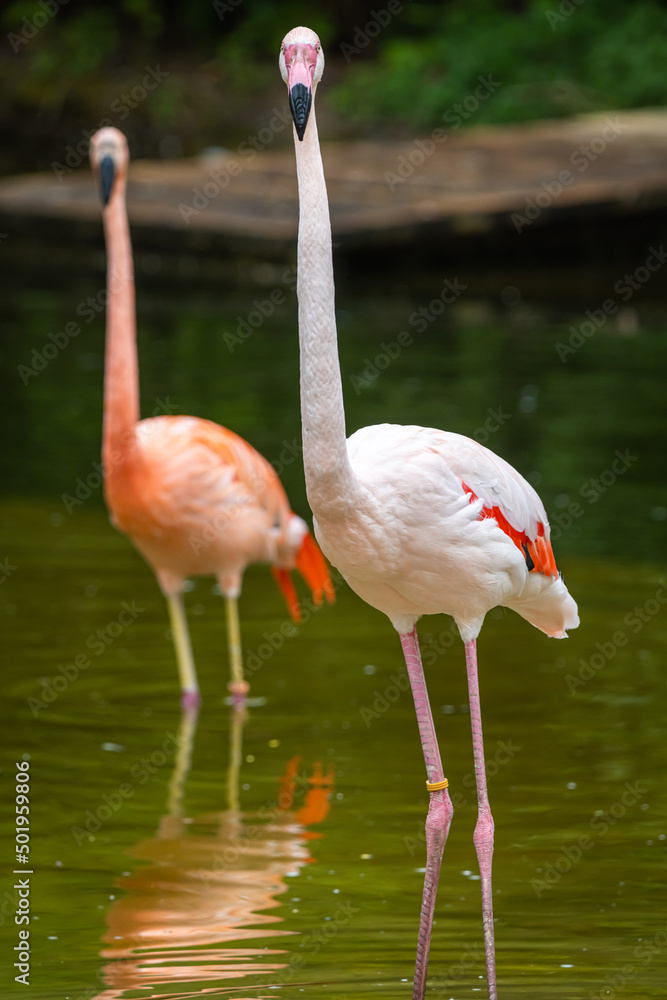 Zwei Flamingos im grünen Wasser mit Blick in die Kamera, 