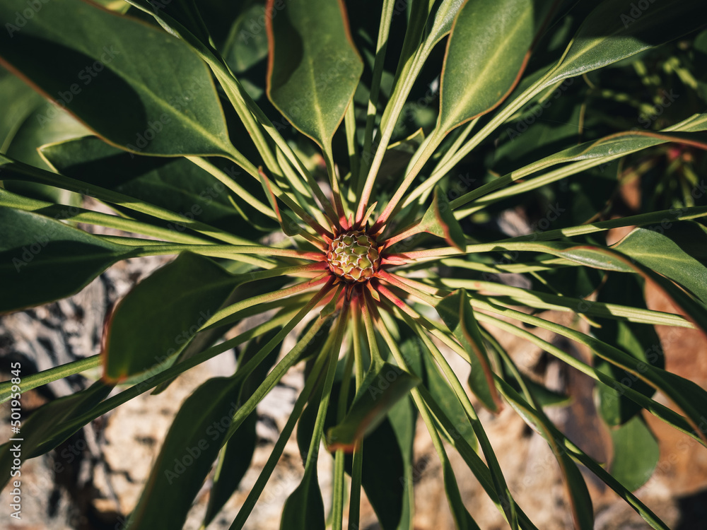Obraz premium Plant leaves