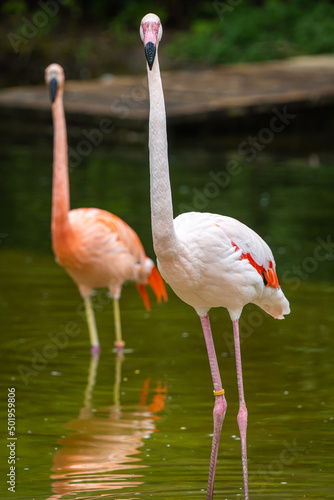 Zwei Flamingos im gr  nen Wasser mit Blick in die Kamera  
