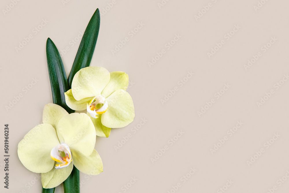 Flowers flat lay on beige background, yellow orchids border, copy space Flowers flat lay on beige background, yellow orchids border, copy space