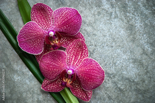 Photography Beautiful orchid flowers on gray stone texture, beauty zen wellness, place for t