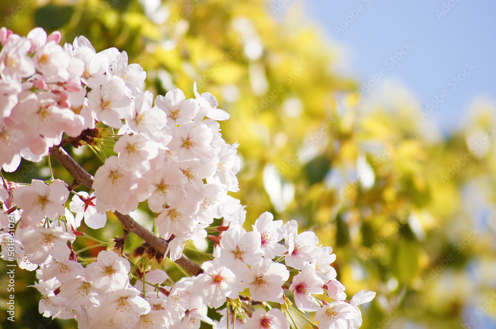 空と緑が映える満開の桜
