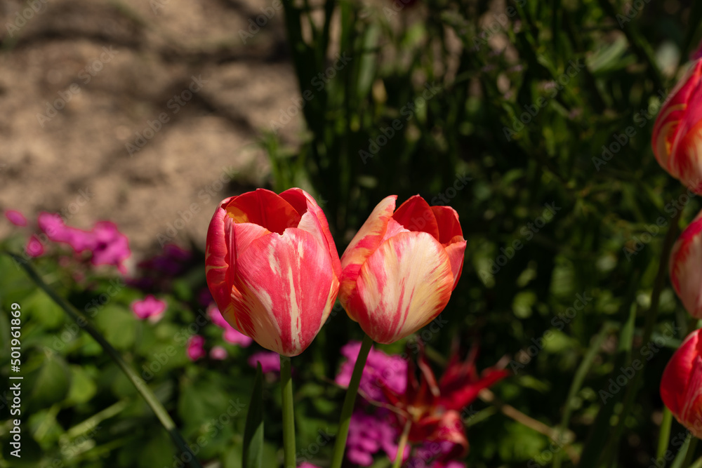 tulipani rossi e bianchi nel prato del giardino a primavera tulipani rossi e bianchi nel prato del giardino a primavera